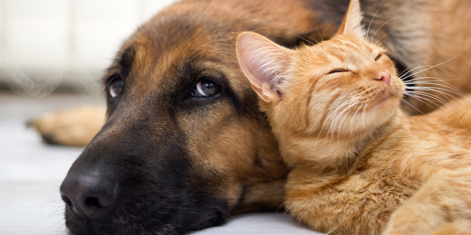 How pets can improve your health blog